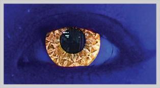 Shuro Brown Colour Contact Lenses